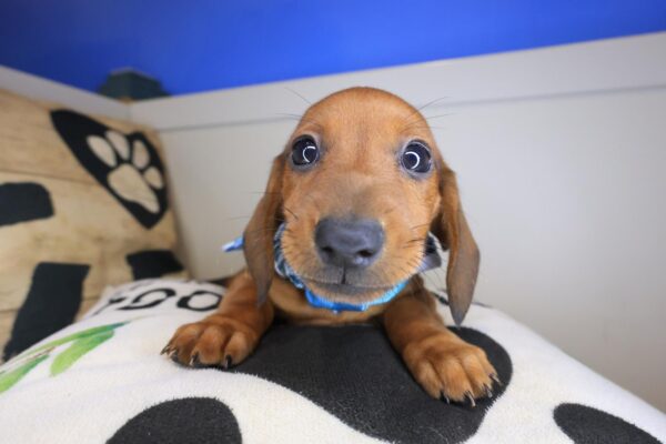 Wingston Dachshund 01