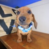 Wingston Dachshund 02