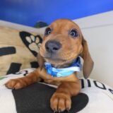 Wingston Dachshund 03