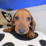 Wingston Dachshund 04