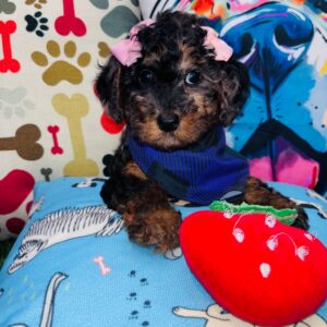 Winifred Poodle 01 Winifred Poodle 01