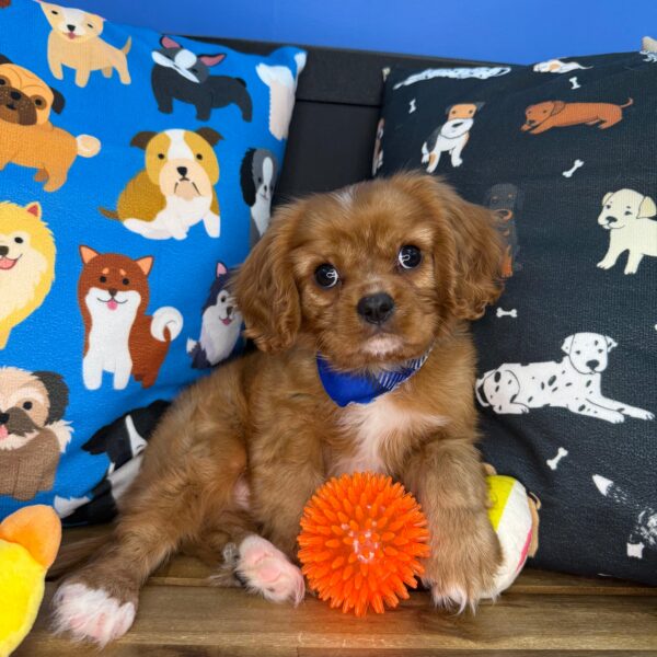 Wombat Cavalier King Charles Spaniel 01