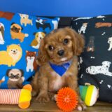 Wombat Cavalier King Charles Spaniel 02