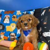 Wombat Cavalier King Charles Spaniel 03