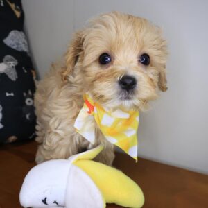 Wookiee Maltipoo 01 Wookiee Maltipoo 01