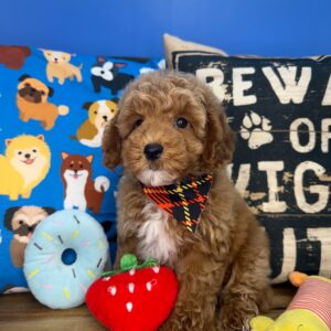 Yarra Poodle 01 Yarra Poodle 01