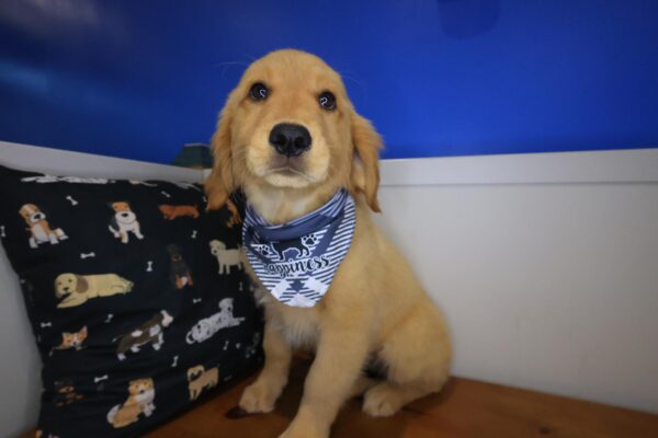 Yeti Golden Retriever 01