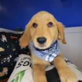 Yeti Golden Retriever 02