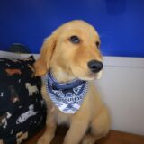 Yeti Golden Retriever 03