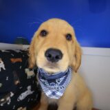 Yeti Golden Retriever 04
