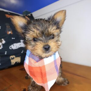 Yuki Yorkiepoo 01 Yuki Yorkiepoo 01