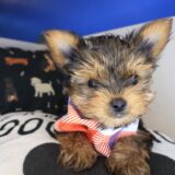 Yuki Yorkiepoo 02