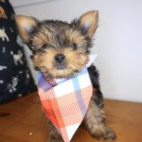 Yuki Yorkiepoo 03