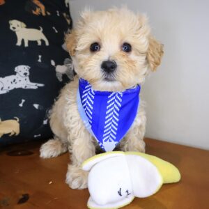 Zan Maltipoo 01 Zan Maltipoo 01