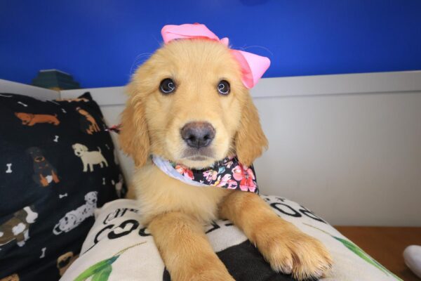 Zena Golden Retriever 02