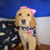 Zena Golden Retriever 03