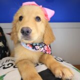 Zena Golden Retriever 04