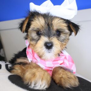 Achelii Morkie 01 Achelii Morkie 01