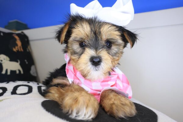 Achelii Morkie 01