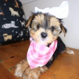Achelii Morkie 02