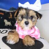 Achelii Morkie 03