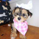 Achelii Morkie 04
