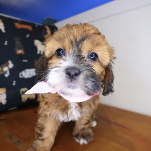 Aiko Shihpoo 01 Aiko Shihpoo 01