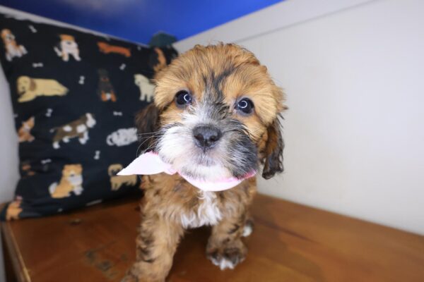 Aiko Shihpoo 01