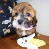 Aiko Shihpoo 02