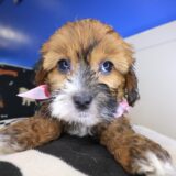 Aiko Shihpoo 03
