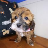 Aiko Shihpoo 04