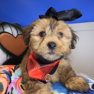 Airana Shorkie 01 Airana Shorkie 01