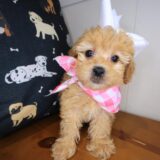 Anna Shihpoo 01