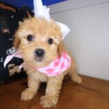 Anna Shihpoo 02