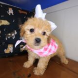 Anna Shihpoo 04