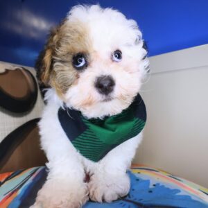 Archie Poodle 01 Archie Poodle 01