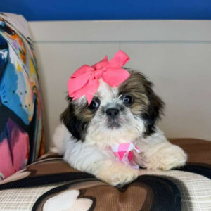 Aviva Shih Tzu 01 Aviva Shih Tzu 01