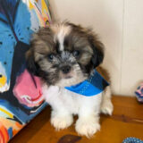 Axl Shih Tzu 01