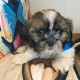 Axl Shih Tzu 04