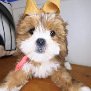 Beauty Lhasapoo 01