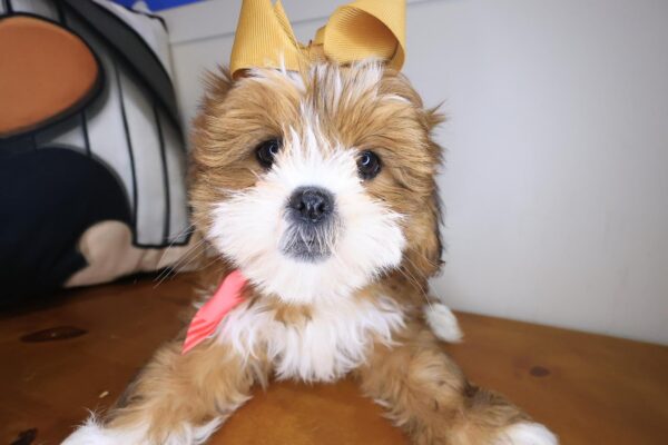 Beauty Lhasapoo 01
