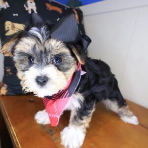 Bijou Morkie 01 Bijou Morkie 01