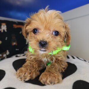 Blink Shihpoo 01 Blink Shihpoo 01