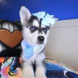 Bones Alaskan Klee Kai 01
