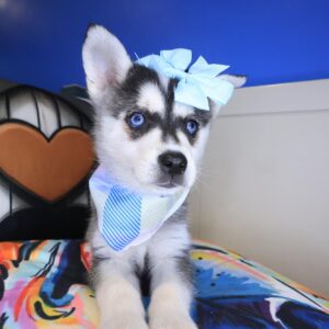 Bones Alaskan Klee Kai 01 Bones Alaskan Klee Kai 01