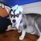 Bones Alaskan Klee Kai 03