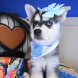 Bones Alaskan Klee Kai 04