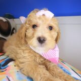 Browny Goldendoodle 01
