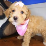 Browny Goldendoodle 02