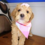 Browny Goldendoodle 03